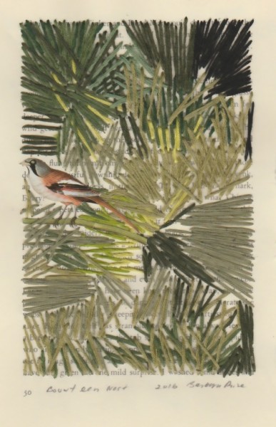 “Bouwt een Nest” by Barbara Price, 2016 (cotton line on paper, 4.25″ x 7″)